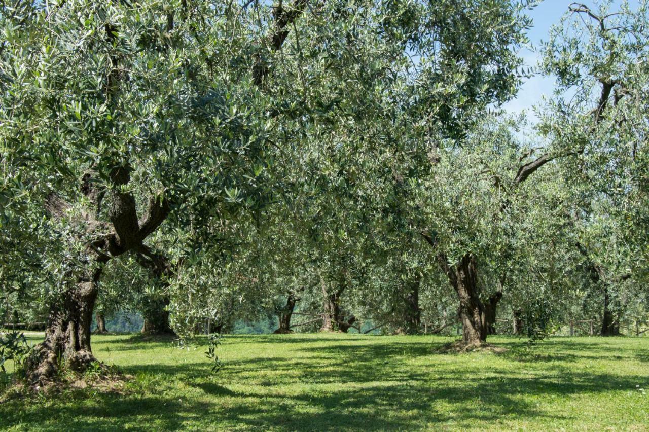 Agriturismo Podere La Casa Palaia Kültér fotó